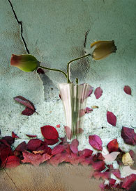 ��֦���ϵ�